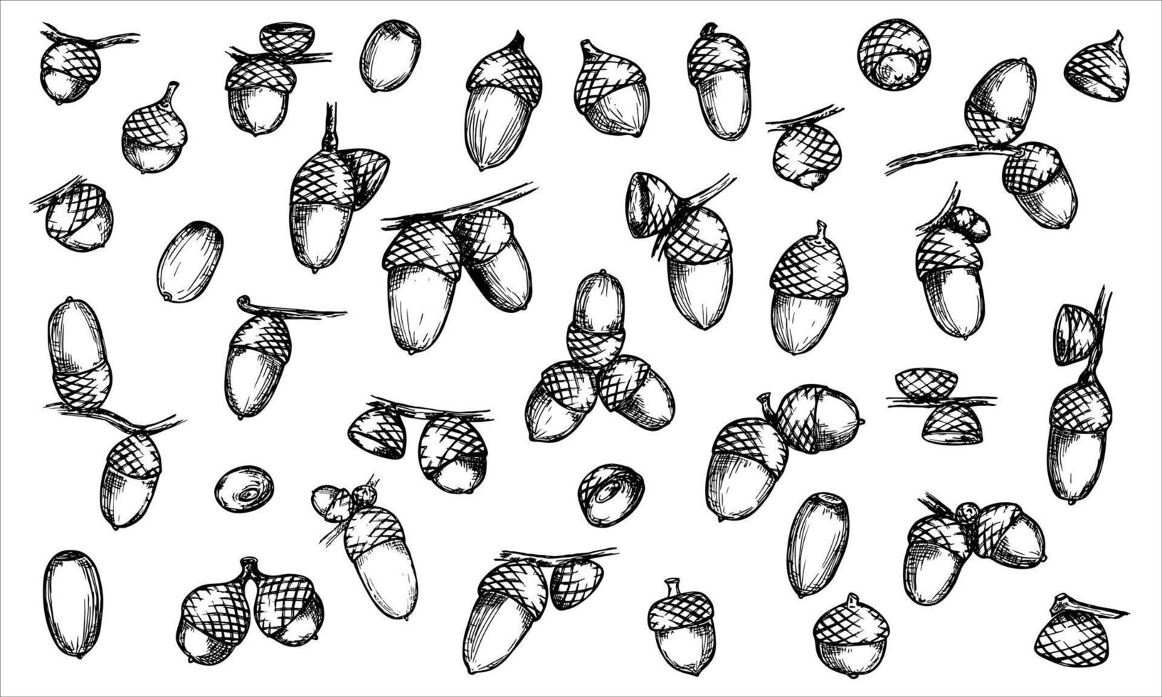 Vector set of hand drawn acorn illustration. Autumn botany sketch.