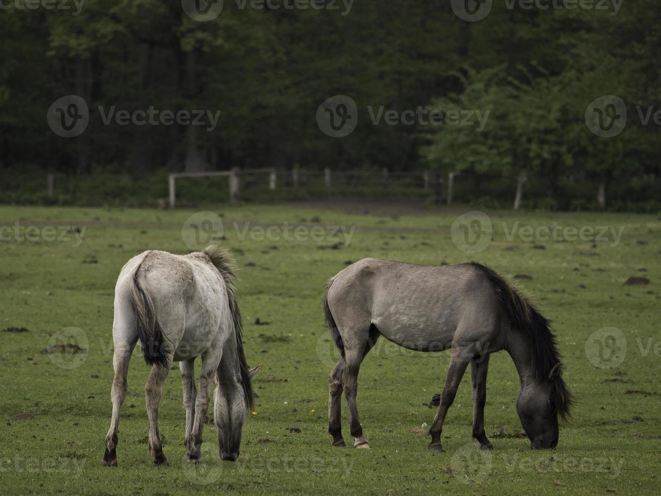 wild horses in westphalia photo