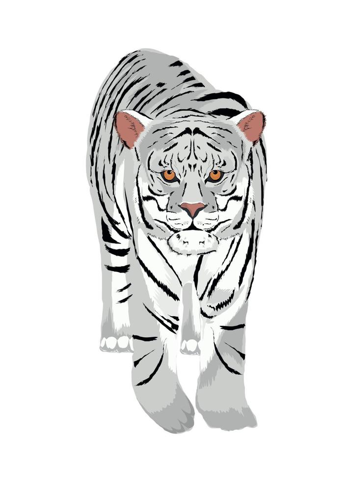 white tiger animal vector