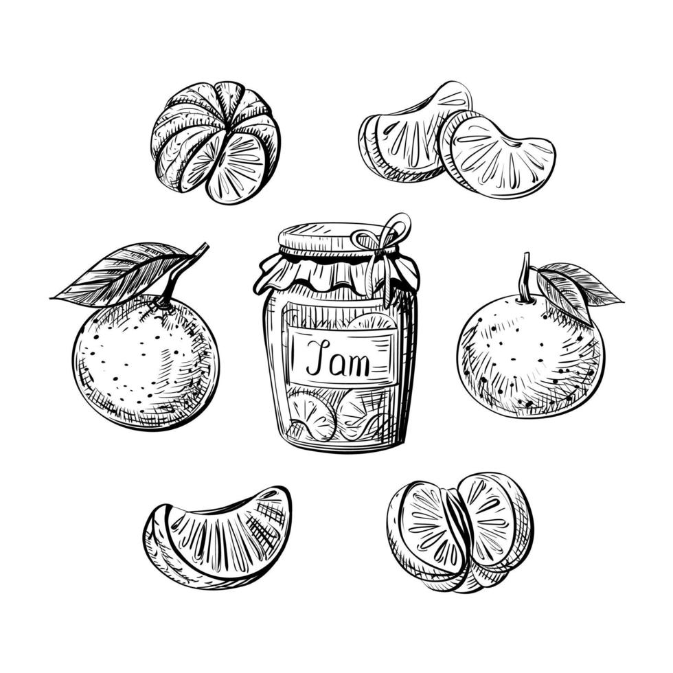 conjunto de frutas cítricas vectoriales dibujadas en estilo boceto. naranjas, mandarinas aislado sobre fondo blanco. vector