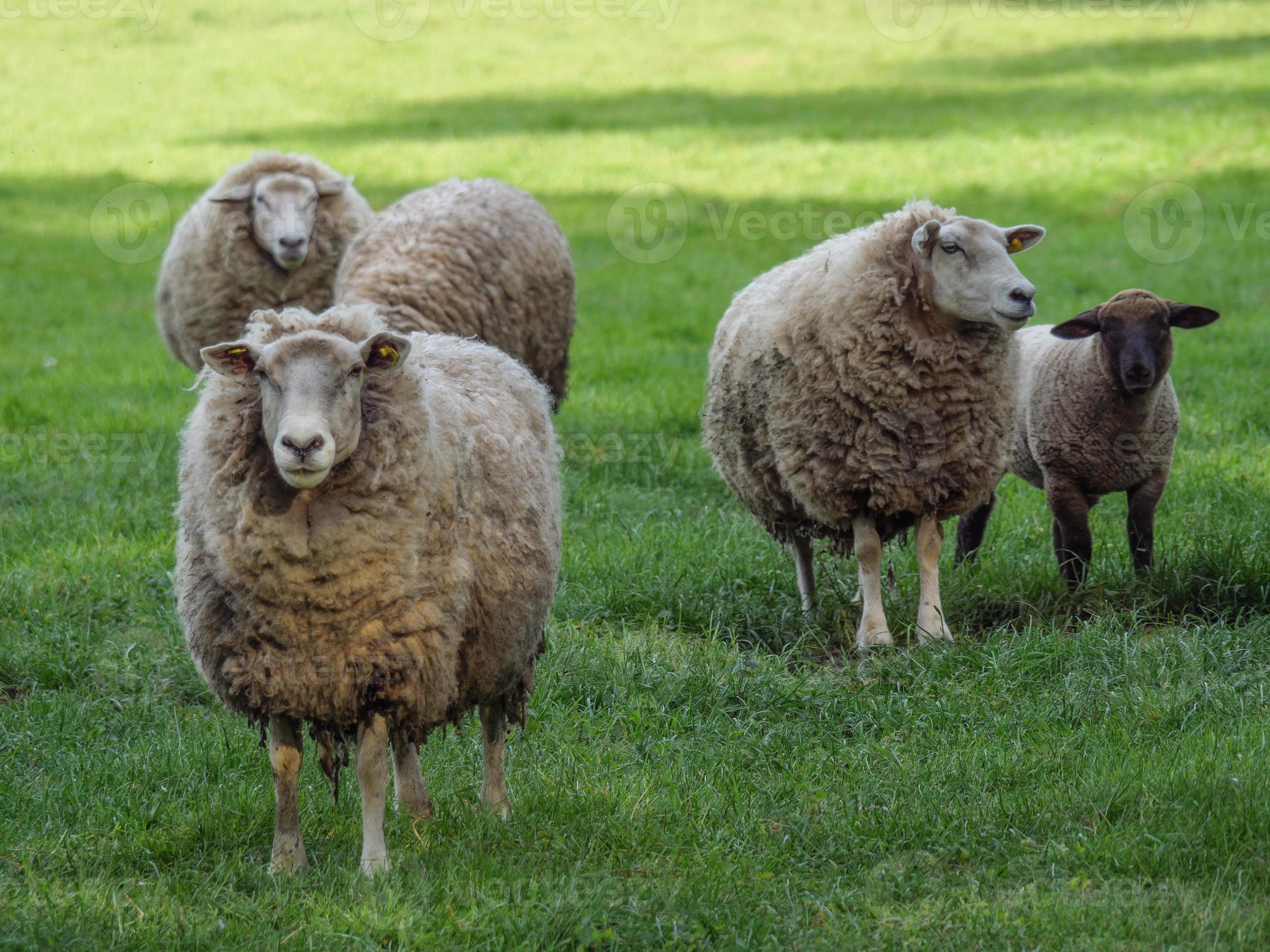 shheps and lambs in germany 10874833 Stock Photo at Vecteezy