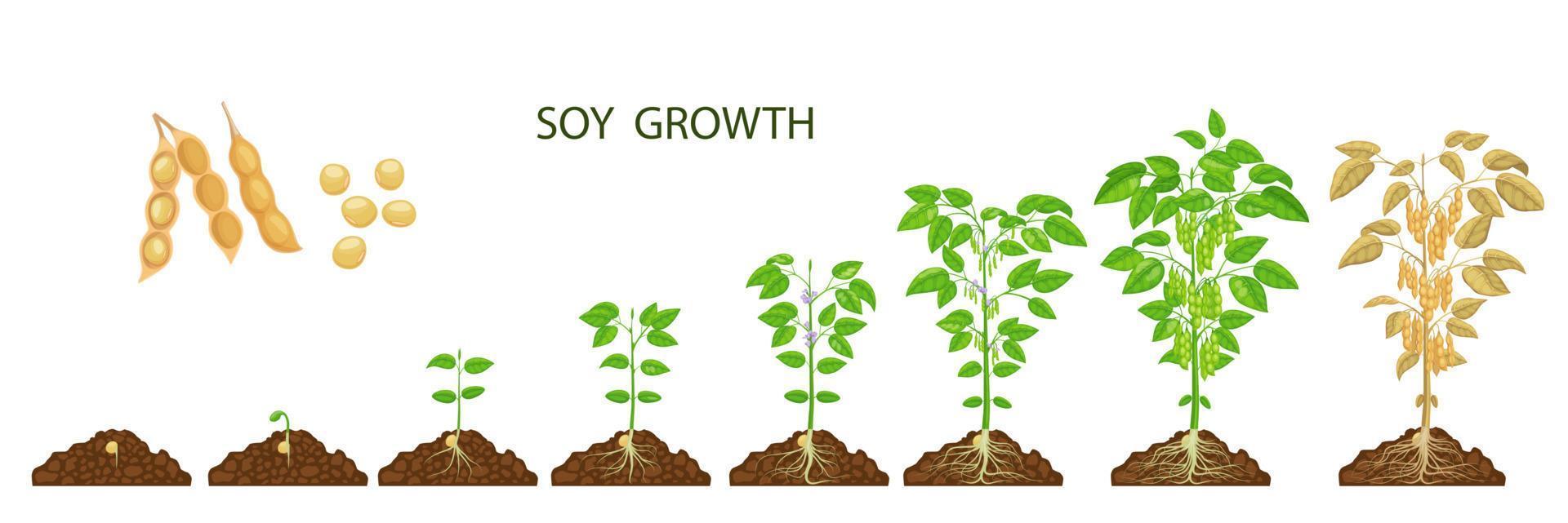 Soy beans growth stages, soybean plants, sprouts vector