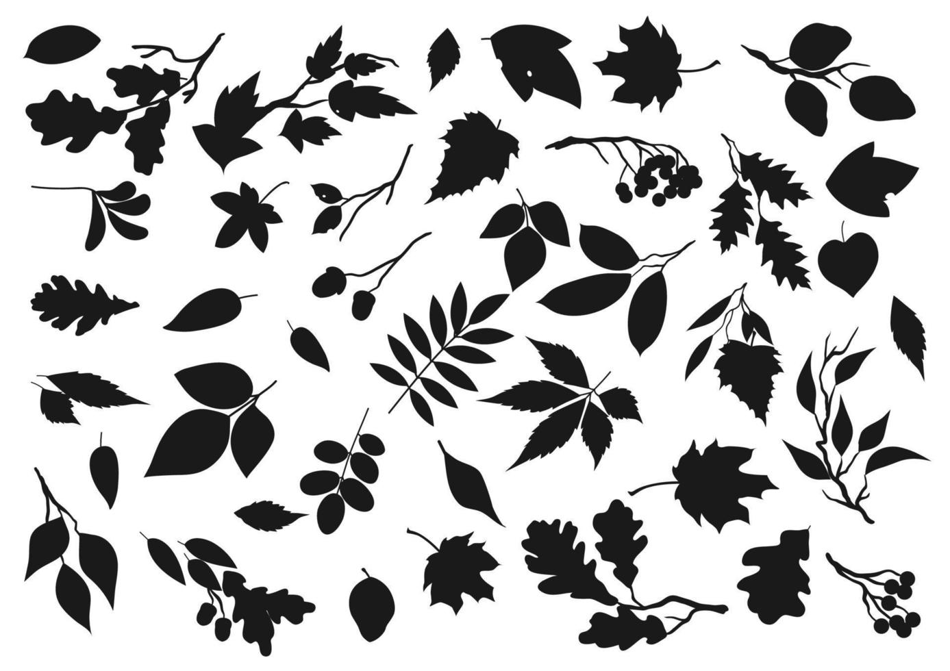 Leaves, oak, maple and rowan tree leaf and seeds vector