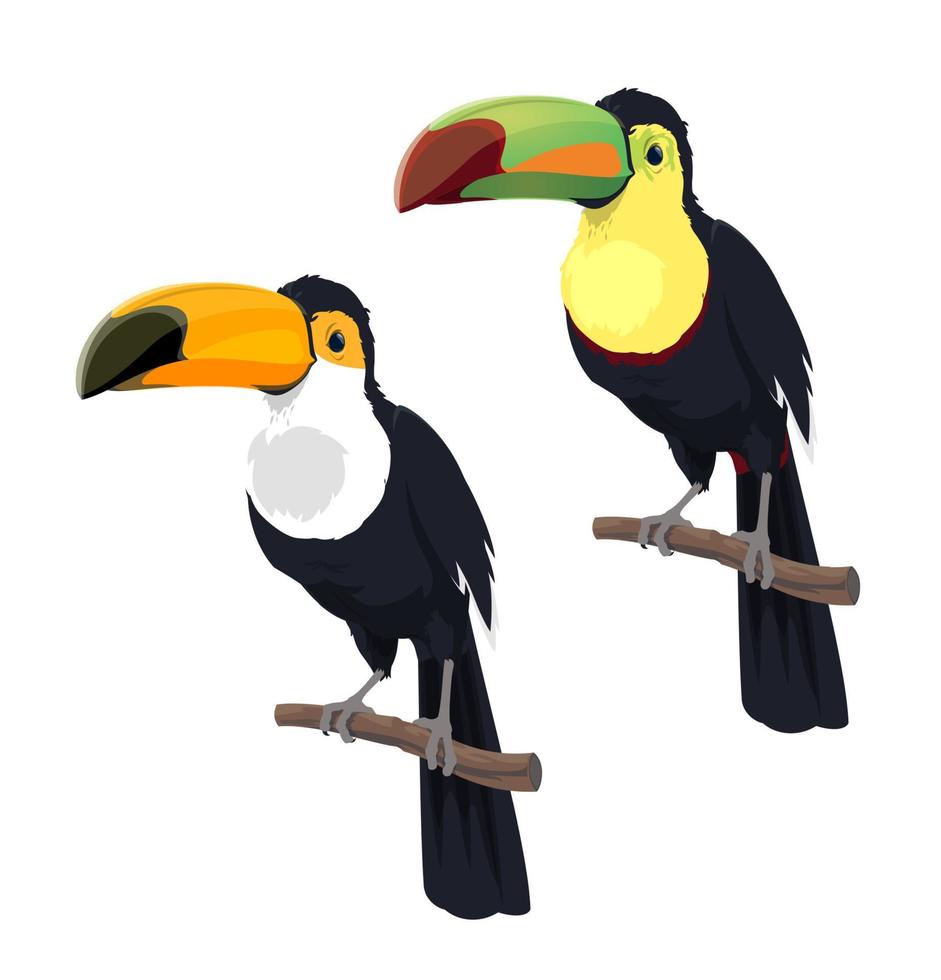 pájaros de tucán de la selva tropical mexicana aislados de dibujos animados vector