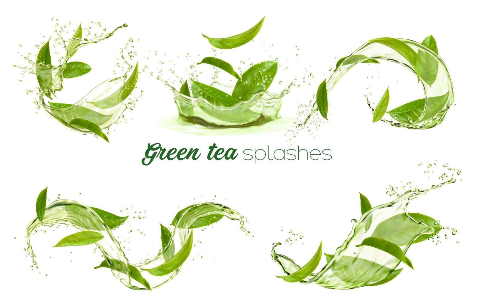Green tea leaves swirls and splashes, transparent vector