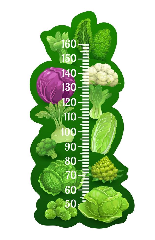 Farm cabbage salad, kids height chart growth meter vector