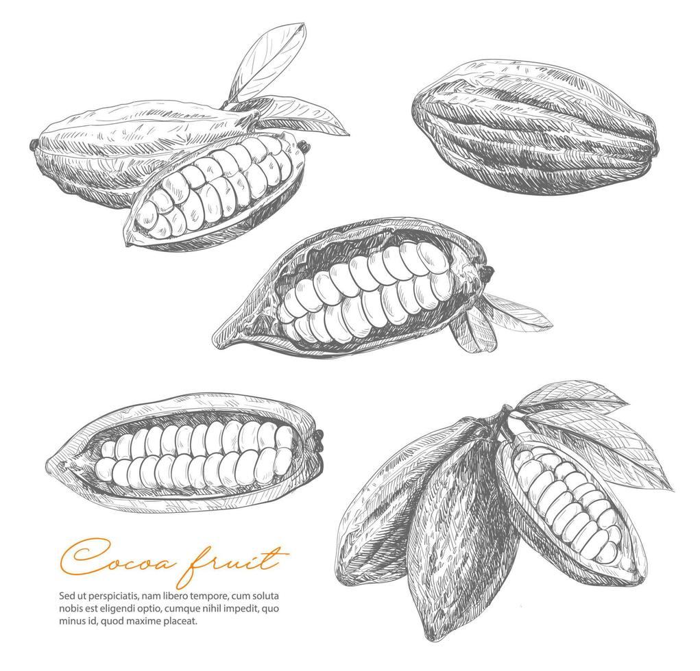 boceto de cacao, granos de chocolate o planta de cacao vector