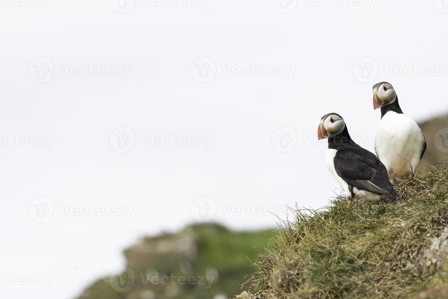 A couple of beautiful puffins standing together on a grassy cliff photo