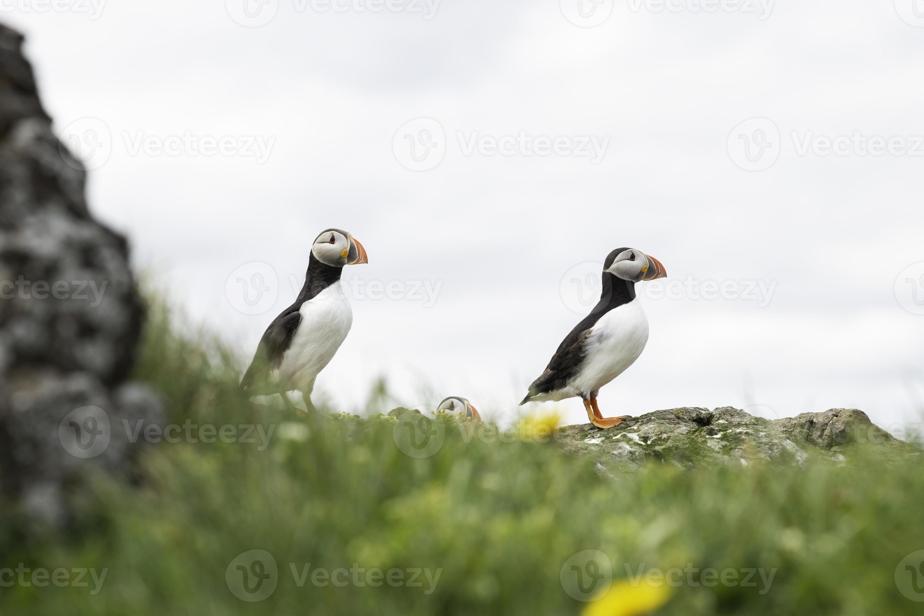 Two beautiful puffins standing on a cliff with green grass in the ... Biology Diagrams