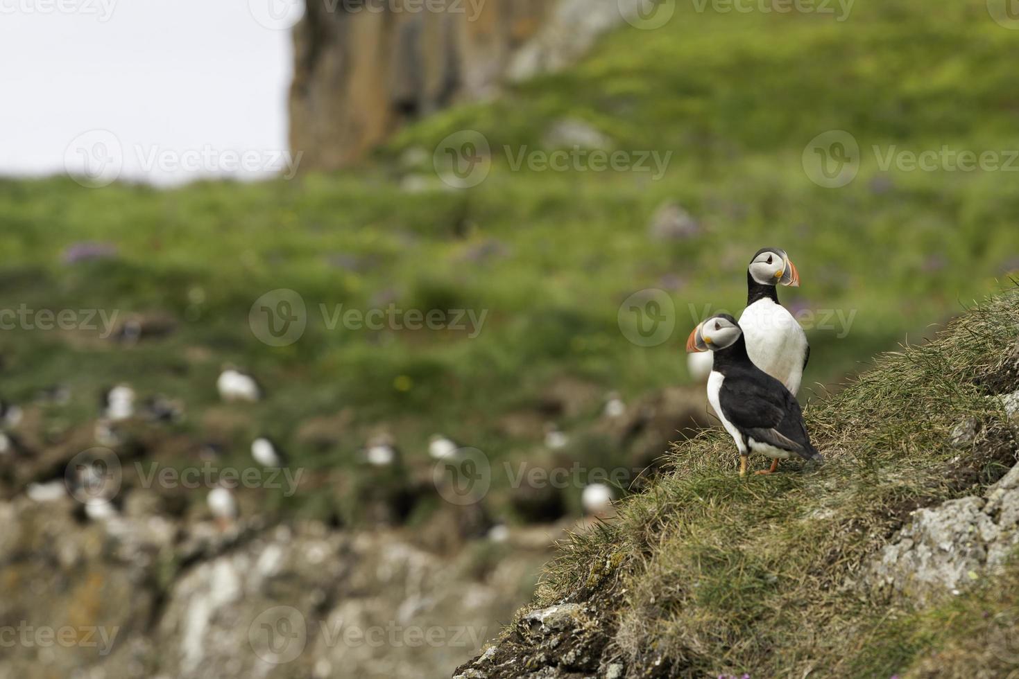 Two beautiful puffins on a grassy cliff in Iceland with a group of puffins in the background photo