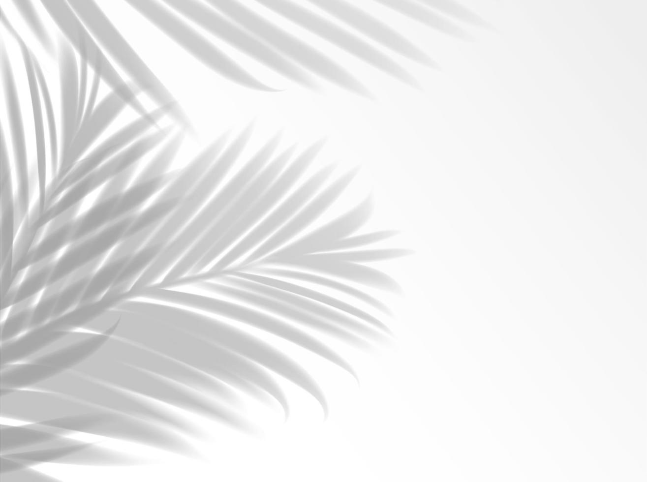 Palm leaves shadow background overlay vector