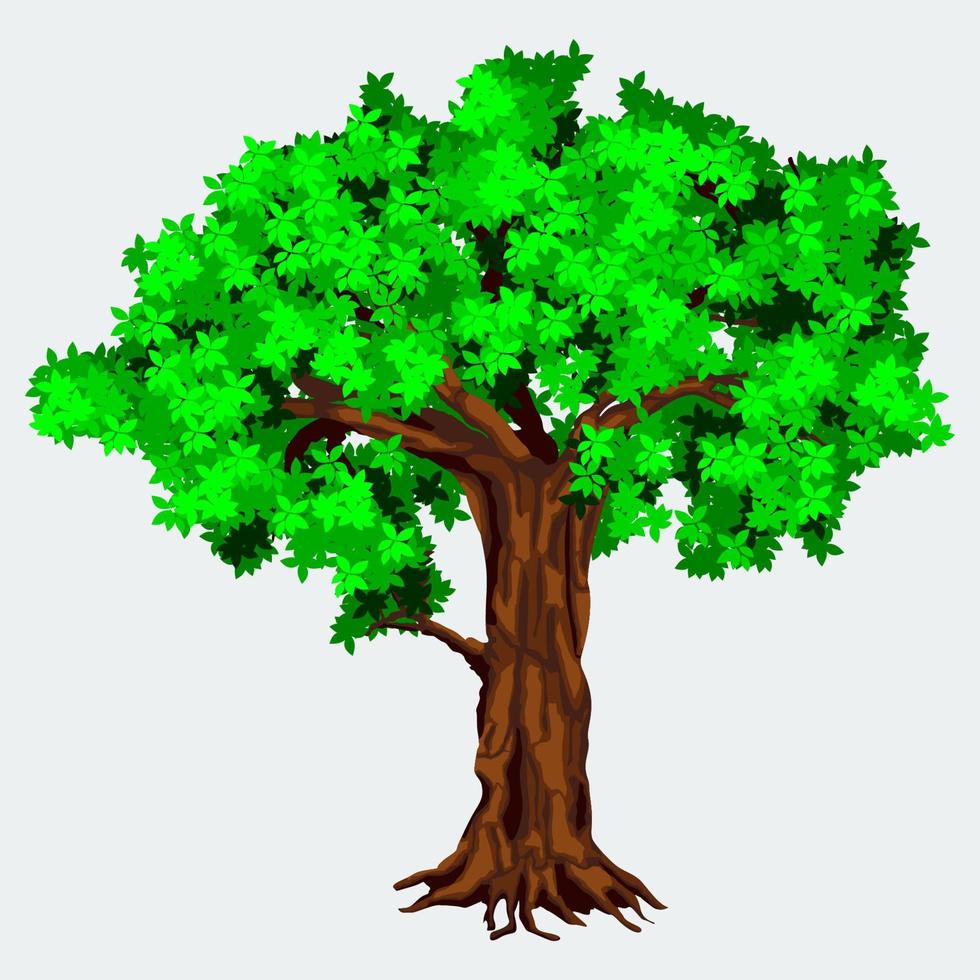 vector de árbol denso detallado aislado editable para ilustración relacionada con la ecología o la botánica y el medio ambiente