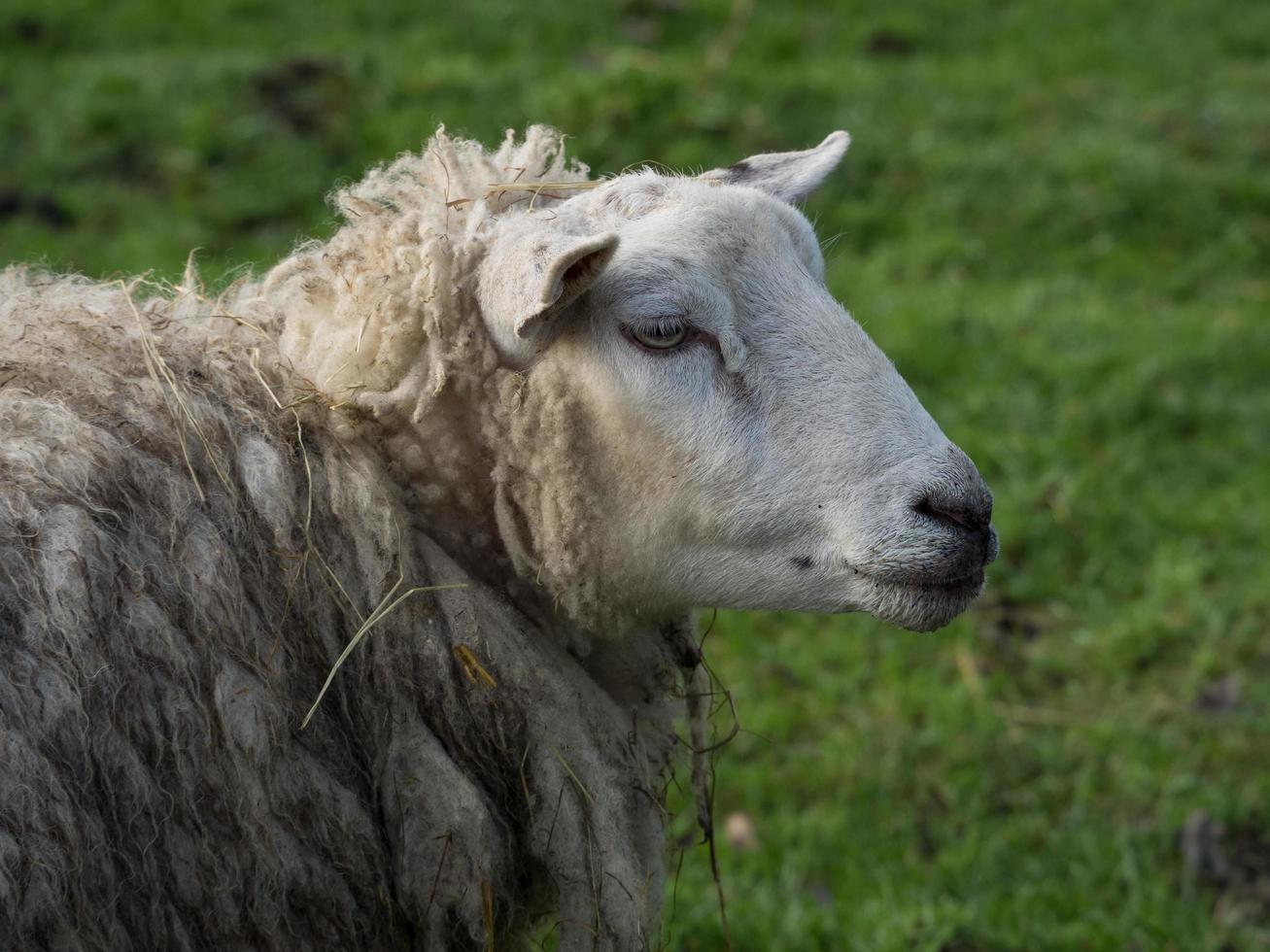 lambs on a meadow in germany photo