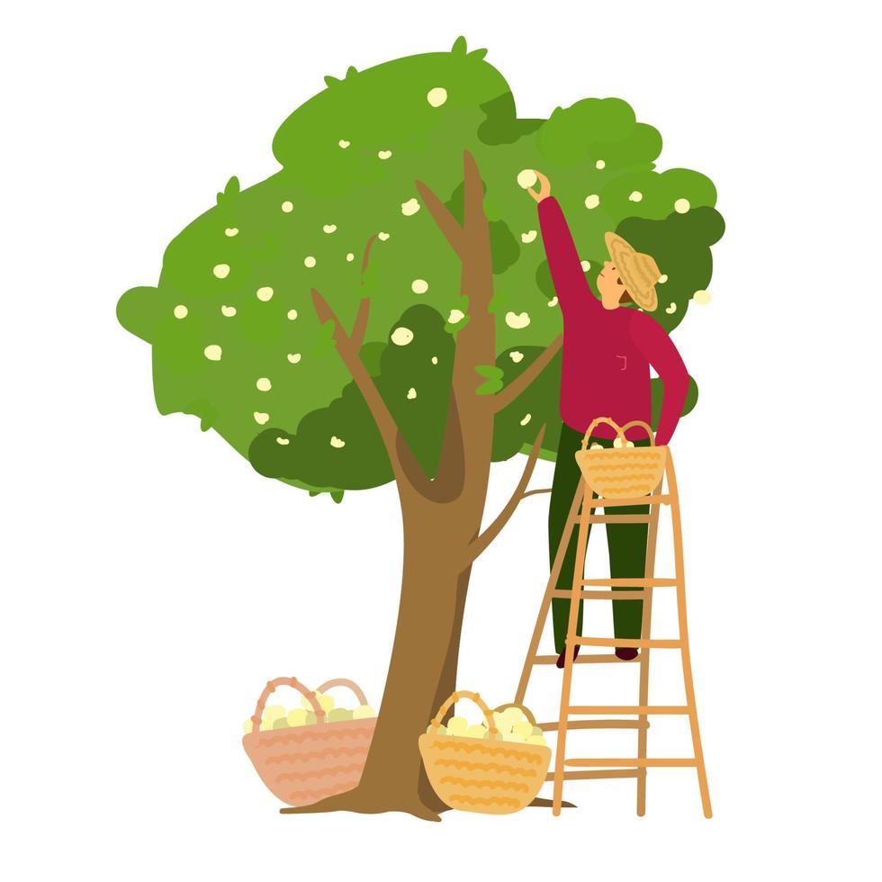Vector illustration of gardener in straw hat collecting apples from apple tree. Man standing on a ladder with basket of apples. Eat local concept. Eco products. Flat style.