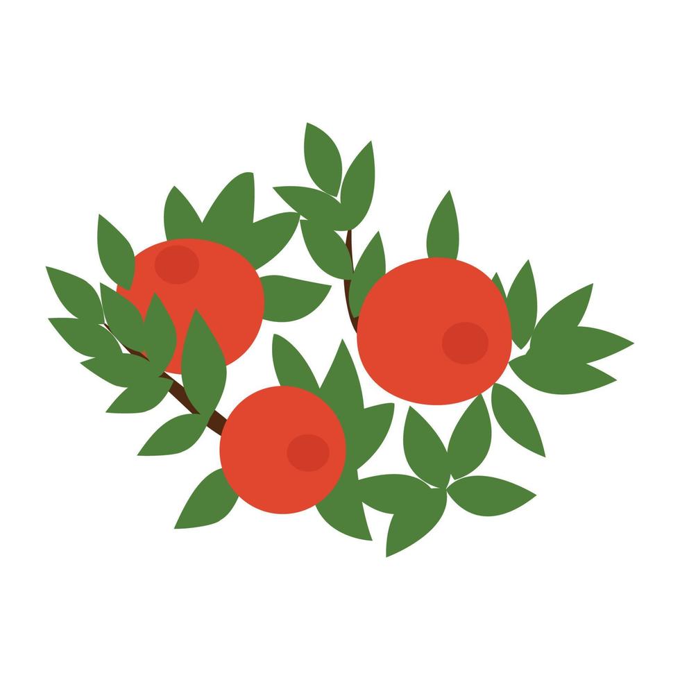 Cranberry is a flat design illustration of an isolated red berry fruit. vector