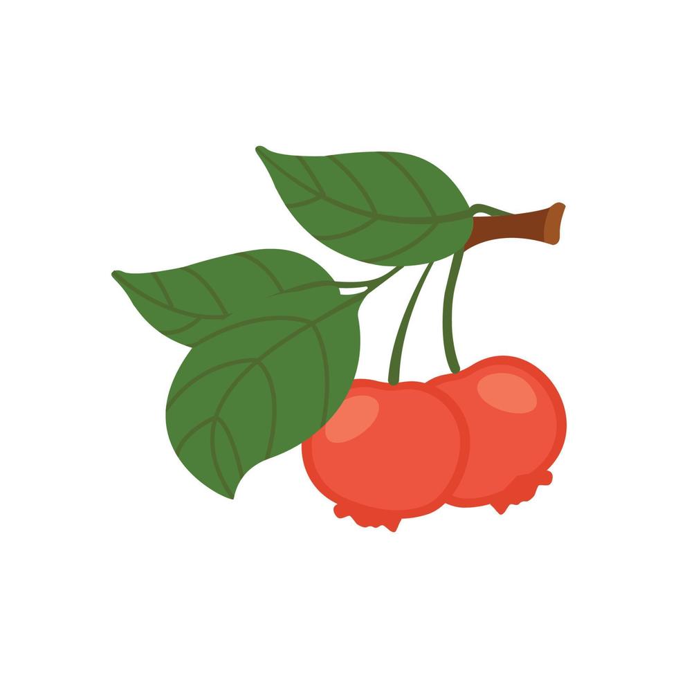 A flat cartoon illustration of a pomegranate branch. Isolated vector illustration on a white background.