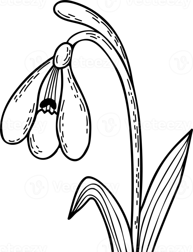 hand teckning snödroppe blomma. vår först blomma png