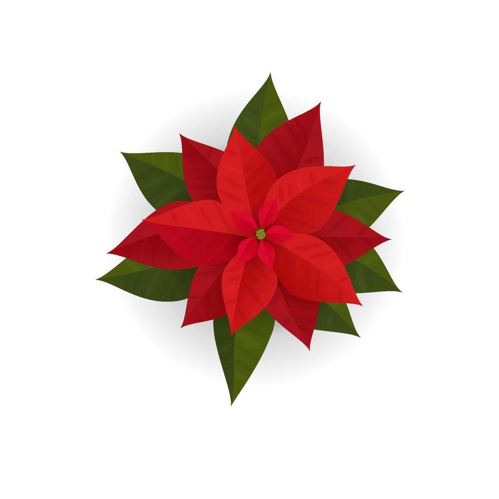 icono aislado de flores de poinsettia para el diseño de tarjetas de felicitación de navidad o año nuevo. planta de poinsettia realista vectorial con flor de estrella y hoja para la decoración de vacaciones de invierno de navidad vector