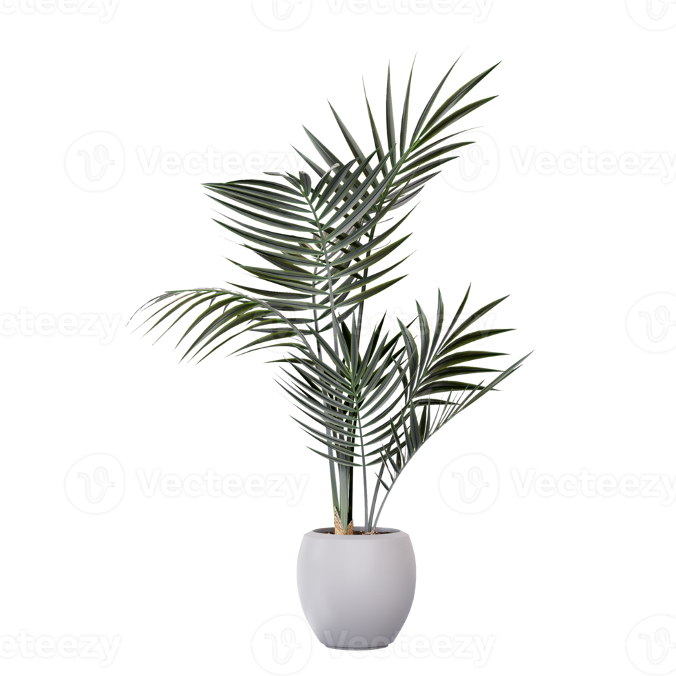 Illustration 3d de palmiers dans une plante d'intérieur sur fond blanc png