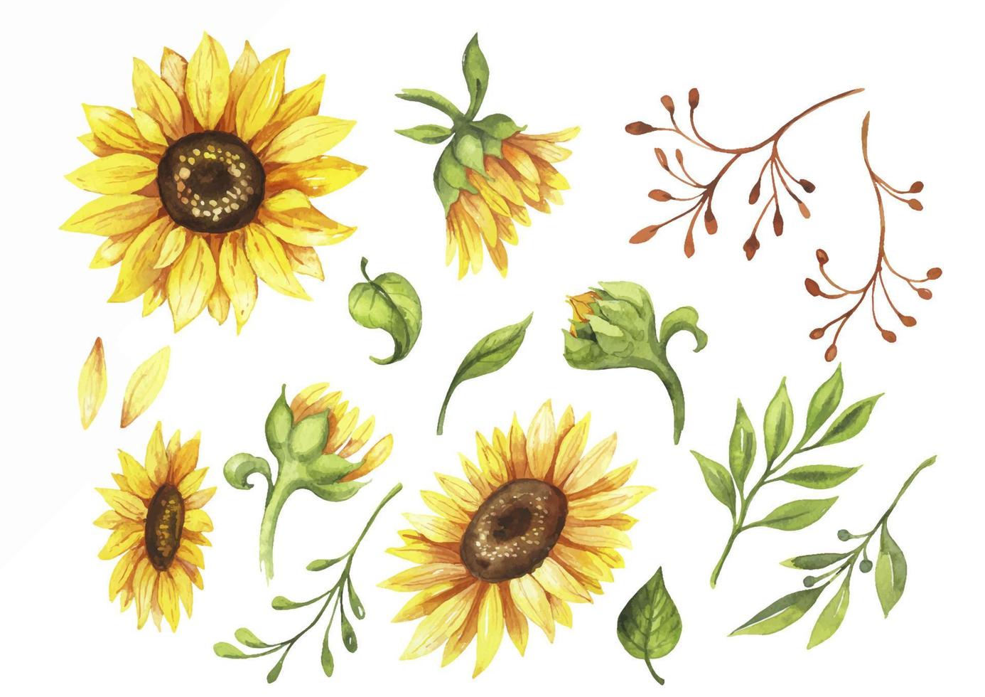 set of watercolor flowers elements sunflowers vector