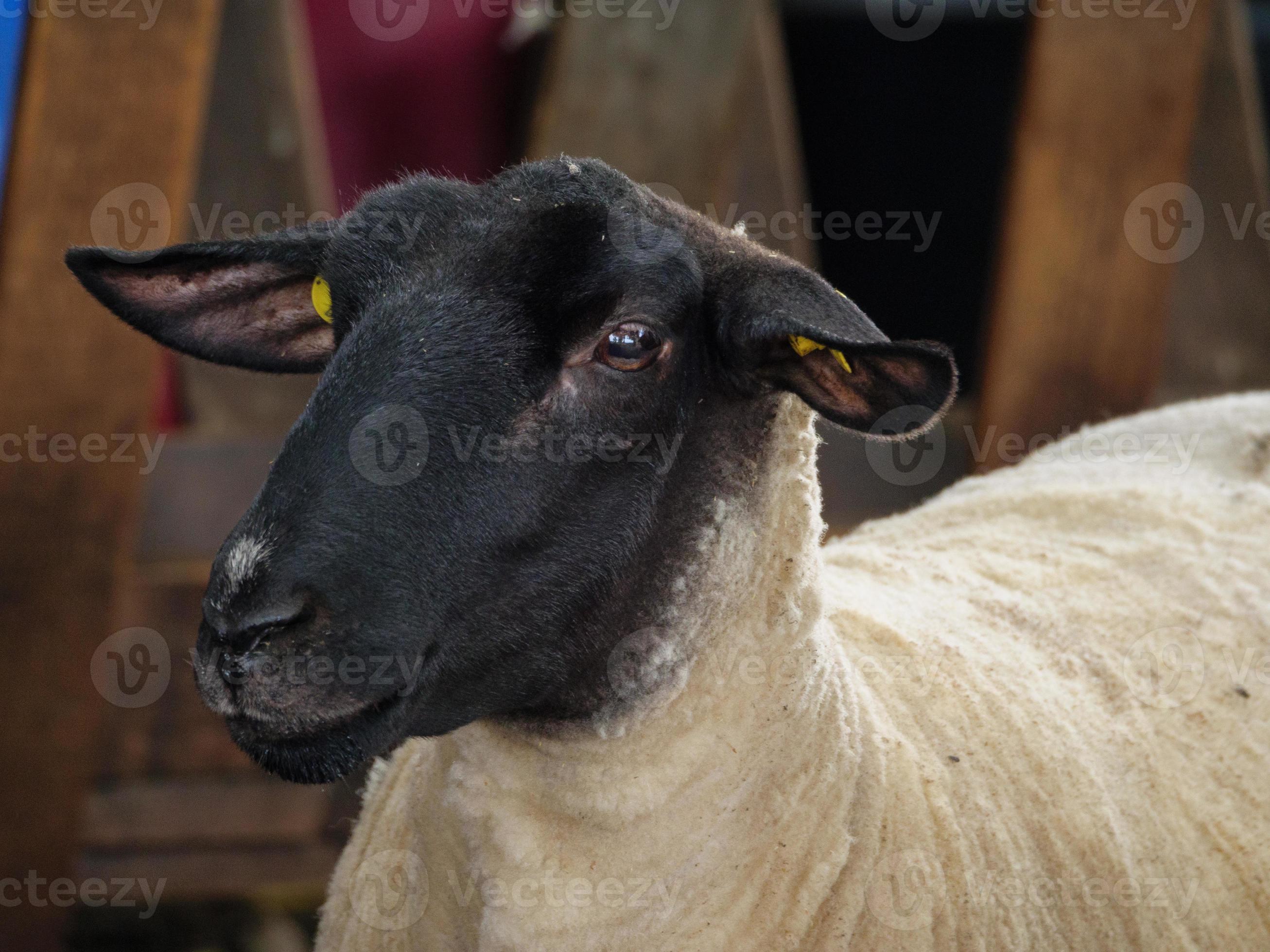 shheps and lambs in germany 10879945 Stock Photo at Vecteezy