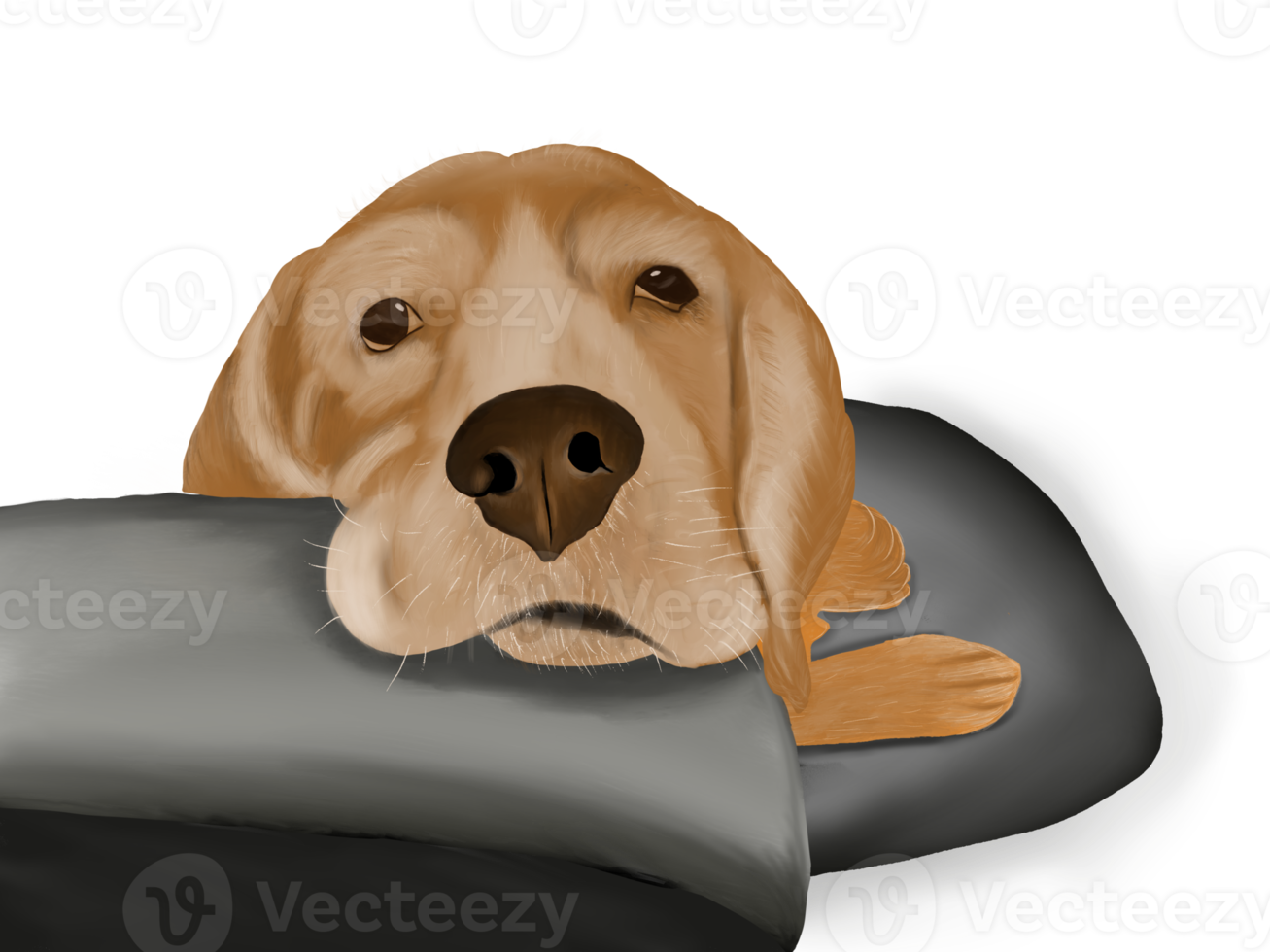 Beagle face laying on isolated transparent background. png