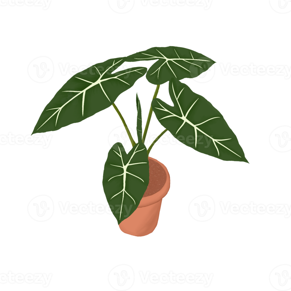 illustration de la plante alocasia micholitziana frydek isolée sur fond. png