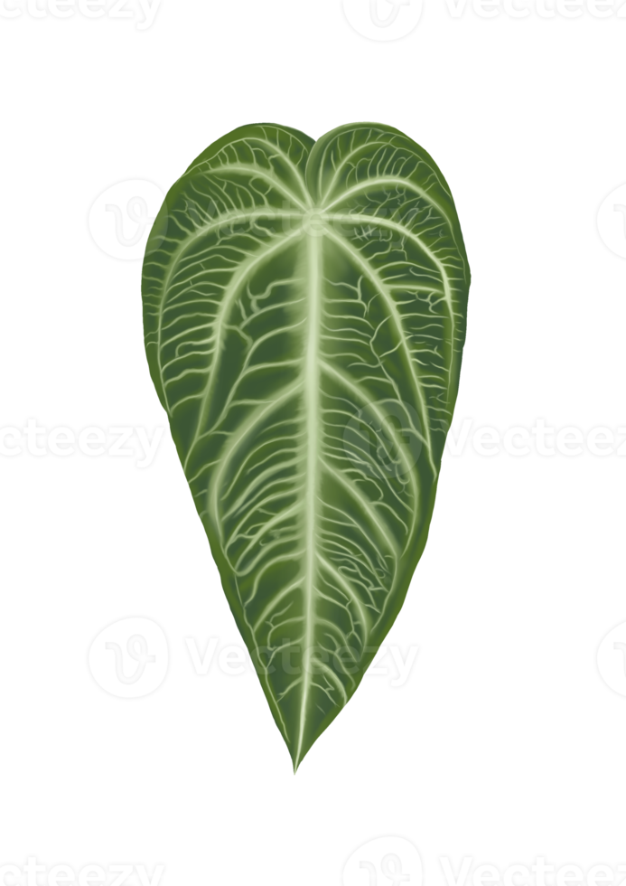 Anthurium villenaorum belongs illustration to the flowering anthurium in the aroid family Araceae on isolated on background. png