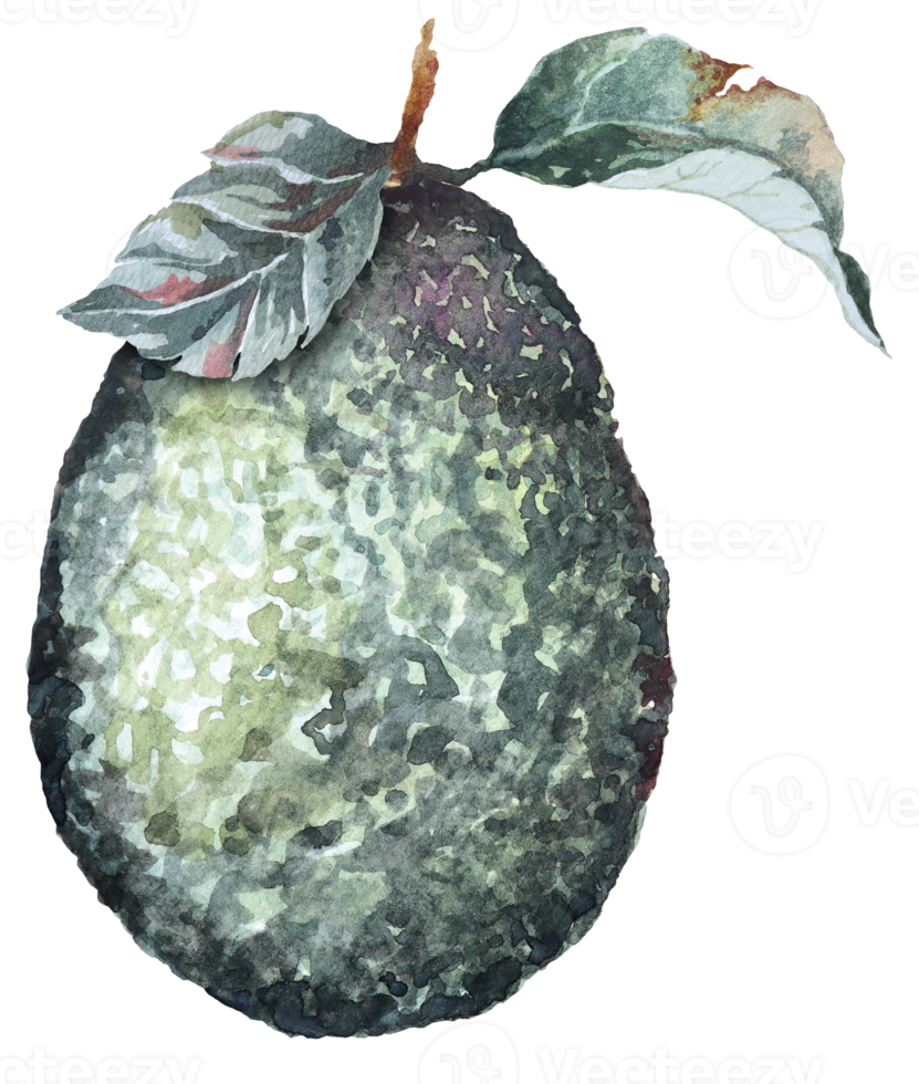 aquarela vegetal abacate.vegetariano fruit.half avocado.slices de abacate verde. png