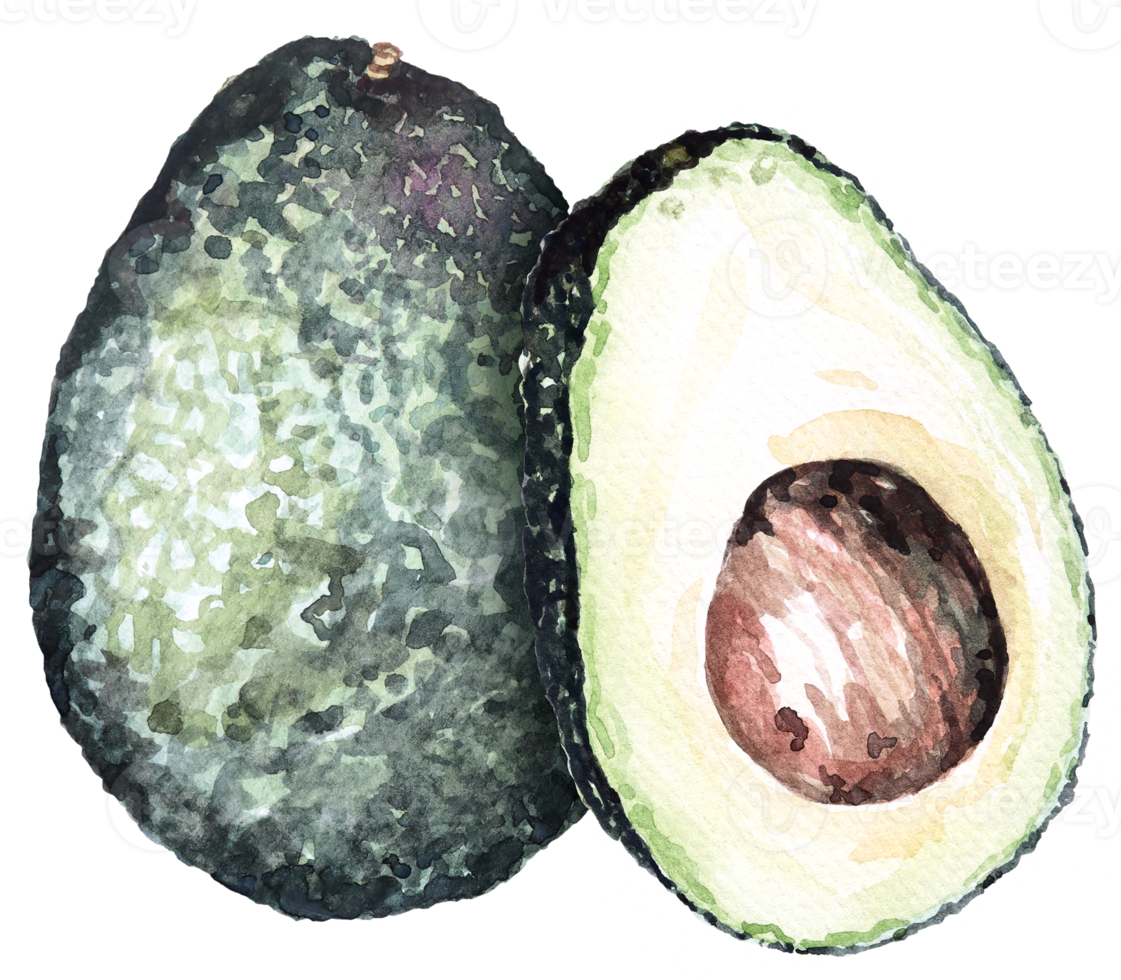 watercolor vegetable avocado.Vegetarian fruits.Half avocado. Slices of green avocado. png