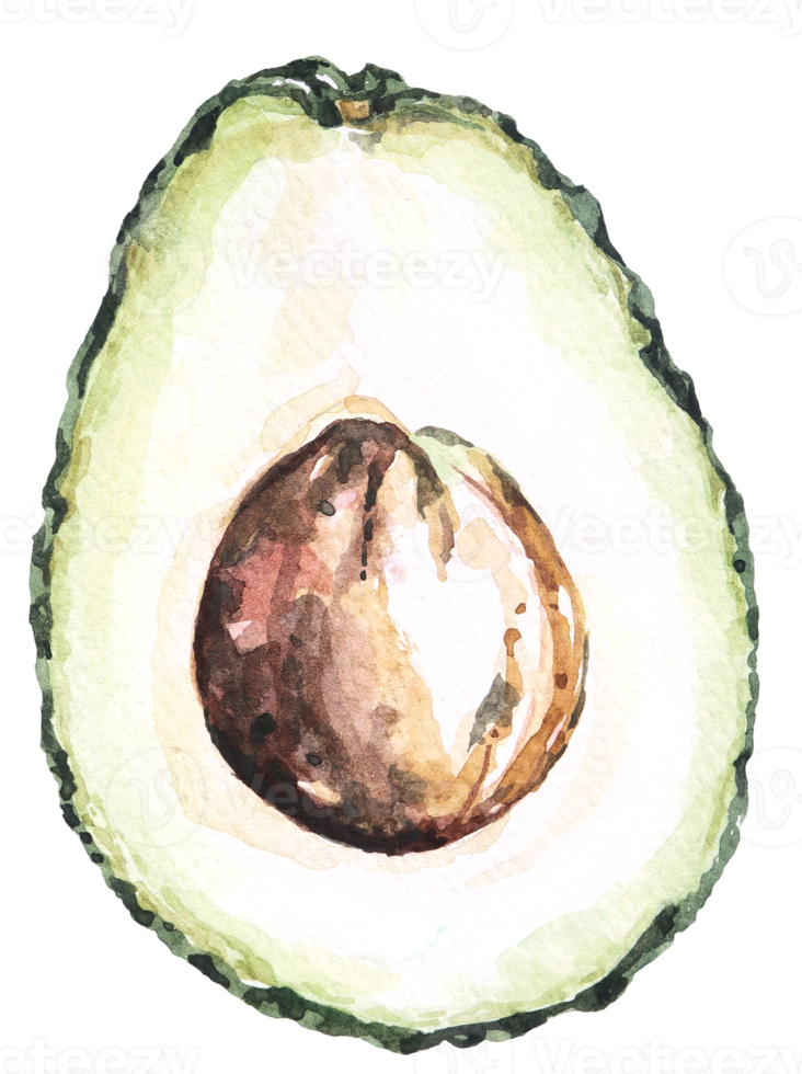 watercolor vegetable avocado.Vegetarian fruits.Half avocado. Slices of green avocado. png