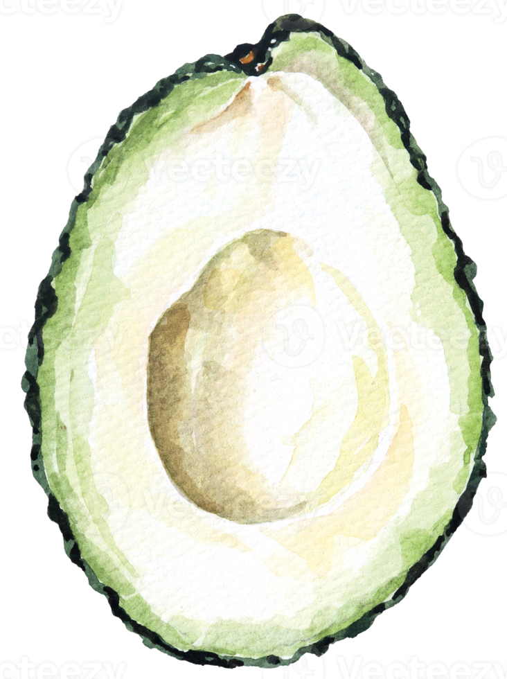 aquarela vegetal abacate.vegetariano fruit.half avocado.slices de abacate verde. png