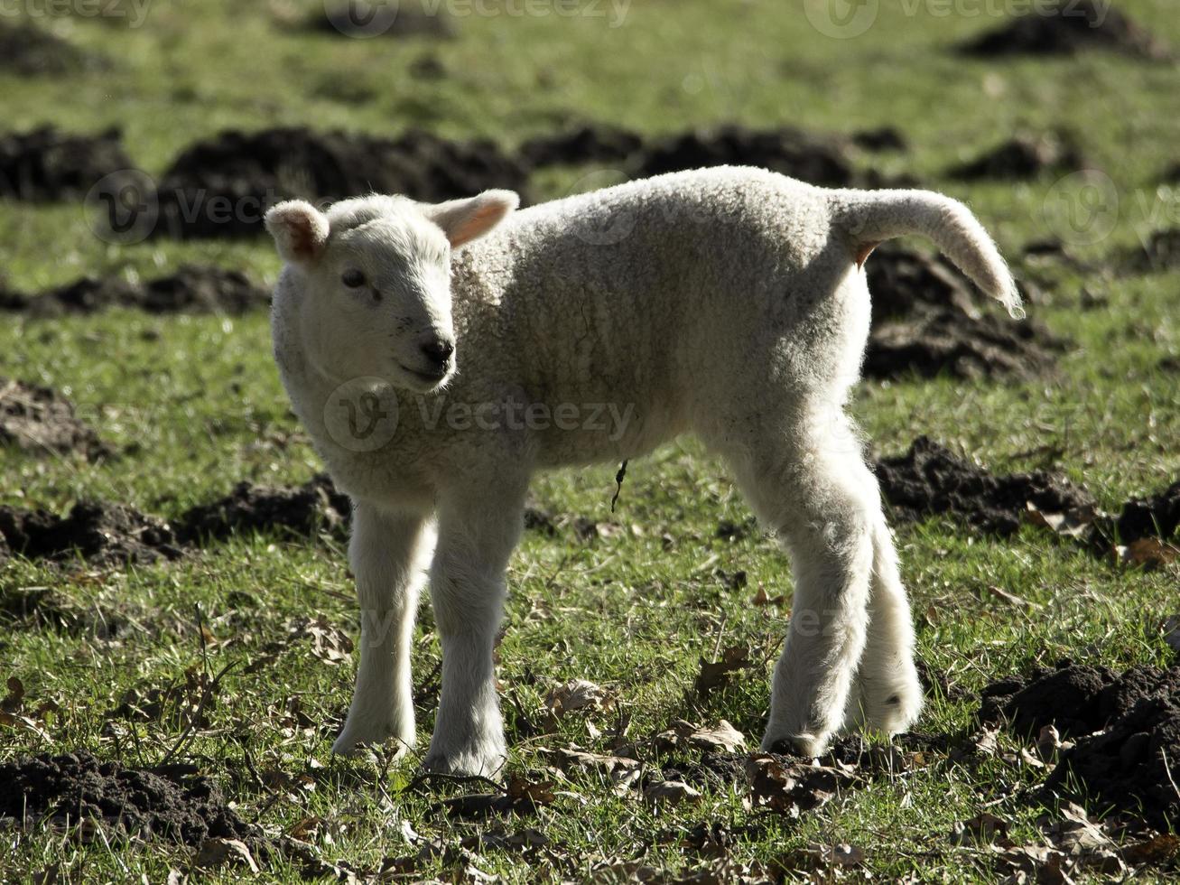 sheeps on a meadow photo