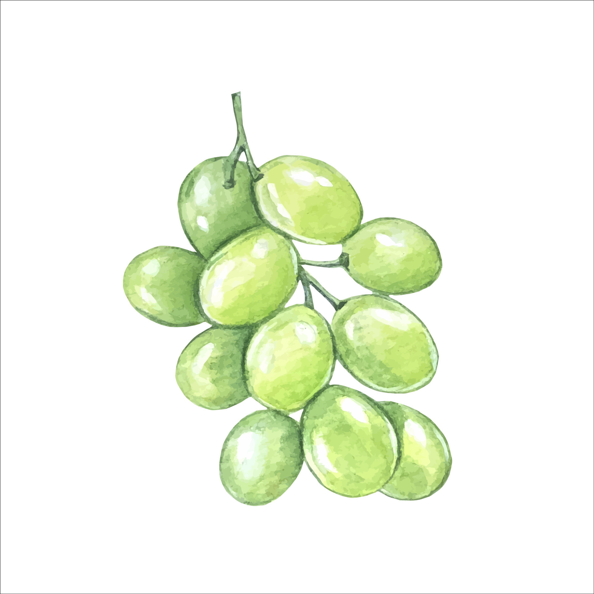 A branch of green grapes . Watercolor illustration, handdrawn