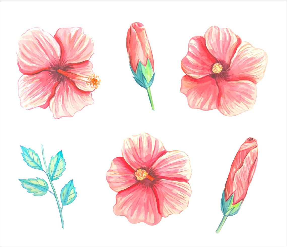 conjunto de flores y capullos de hibisco. Ilustración de acuarela vector