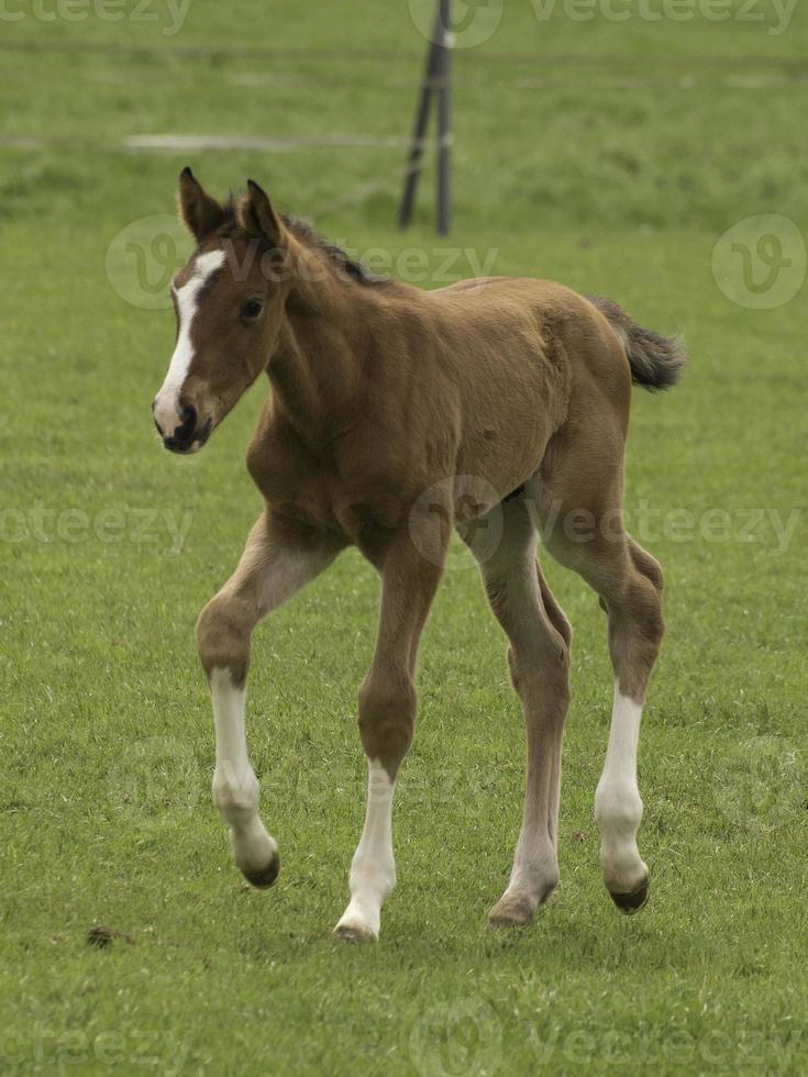 cute foals and horses photo