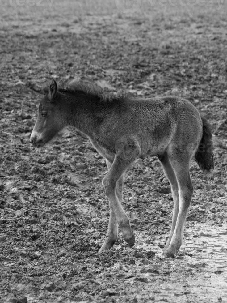 wild horses in germany photo