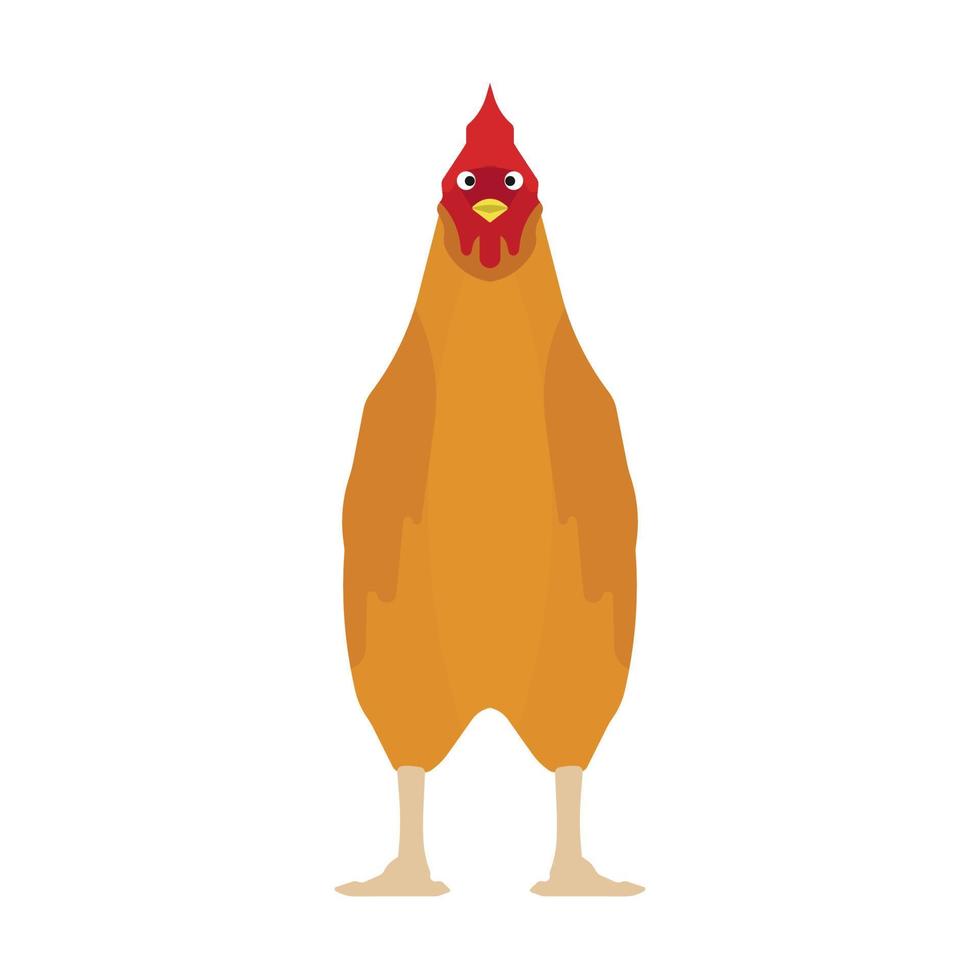 Chicken front view vector animal illustration. Rooster farm cartoon bird icon. Agriculture design standing yellow pet