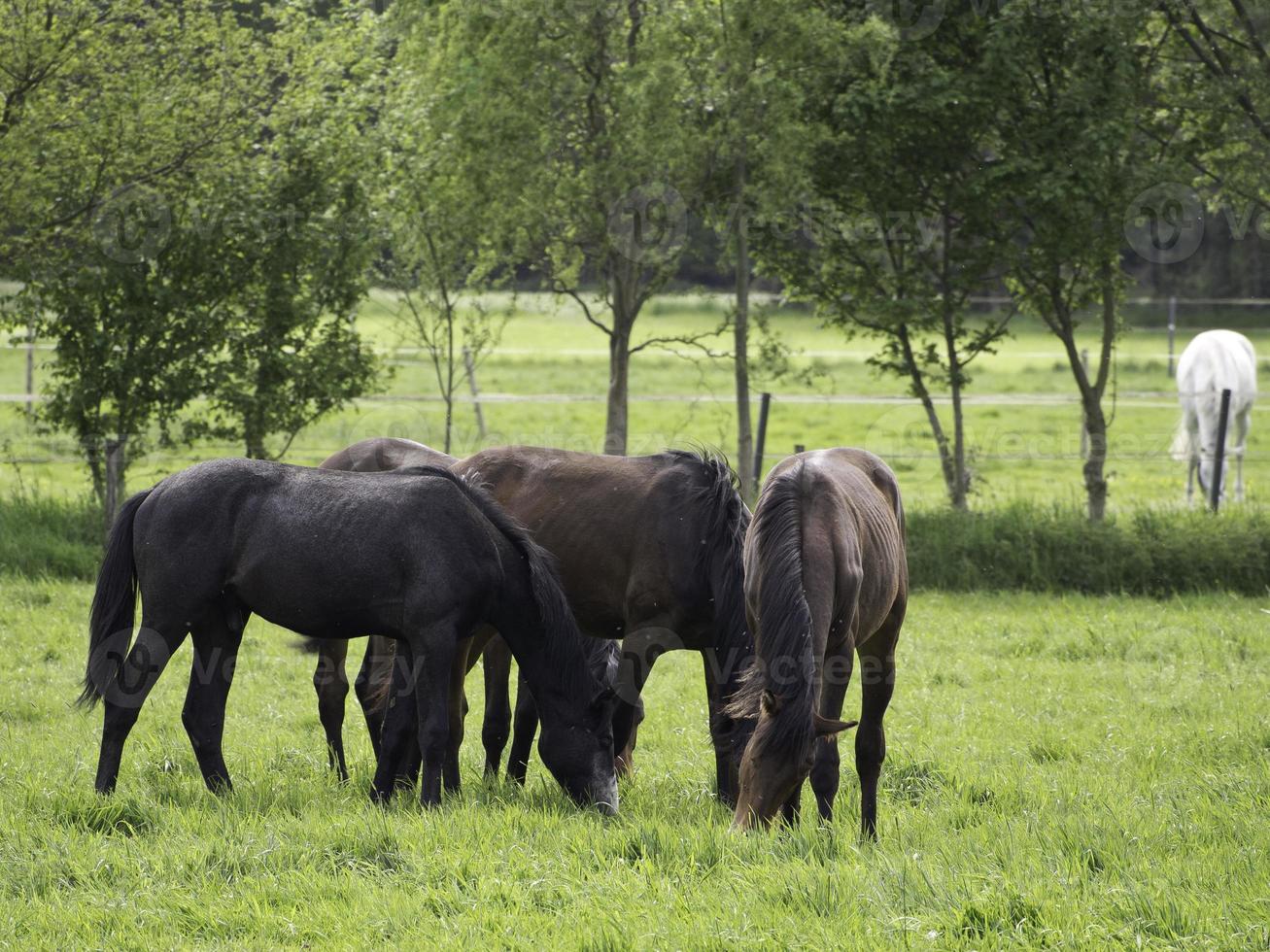 Beautifull horses in germany photo