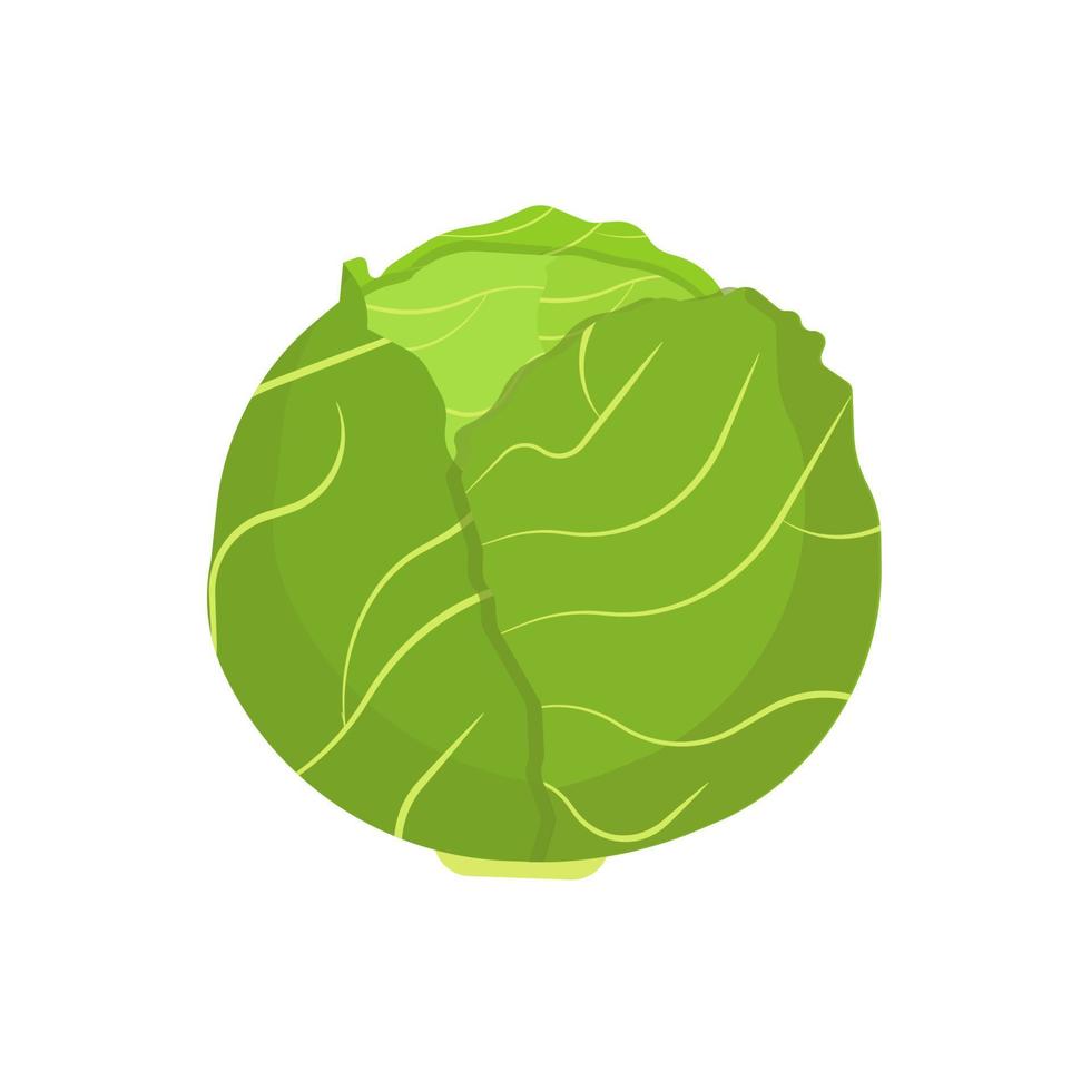 Cabbage vegetable natural diet nature symbol vector icon flat. Green farm plant harvest ingredient food. Kale leaf salad