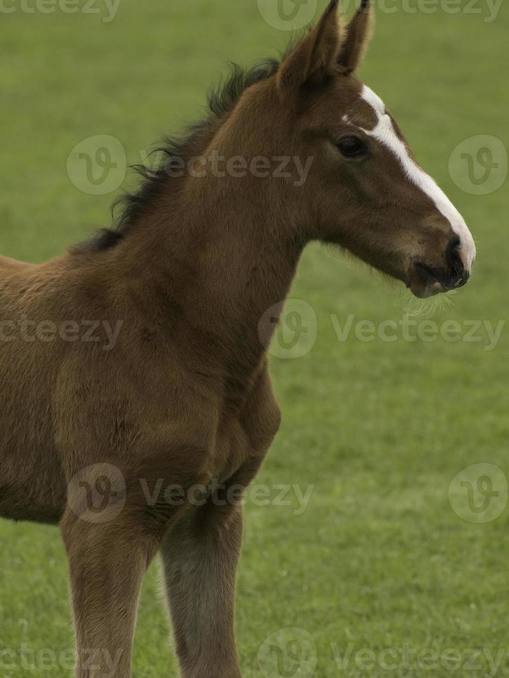 Horses in westphalia photo