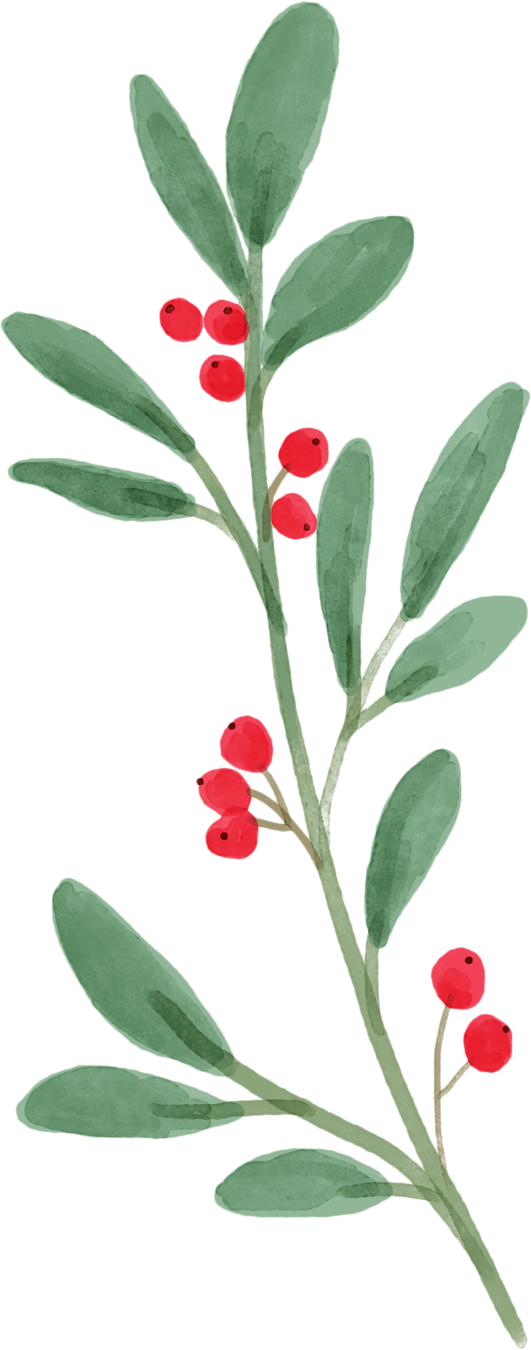 Christmas leaves foliage for decorate. 10883268 PNG