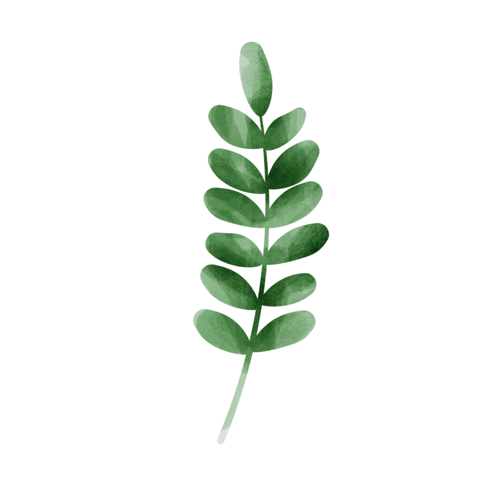 acuarela de hoja verde png