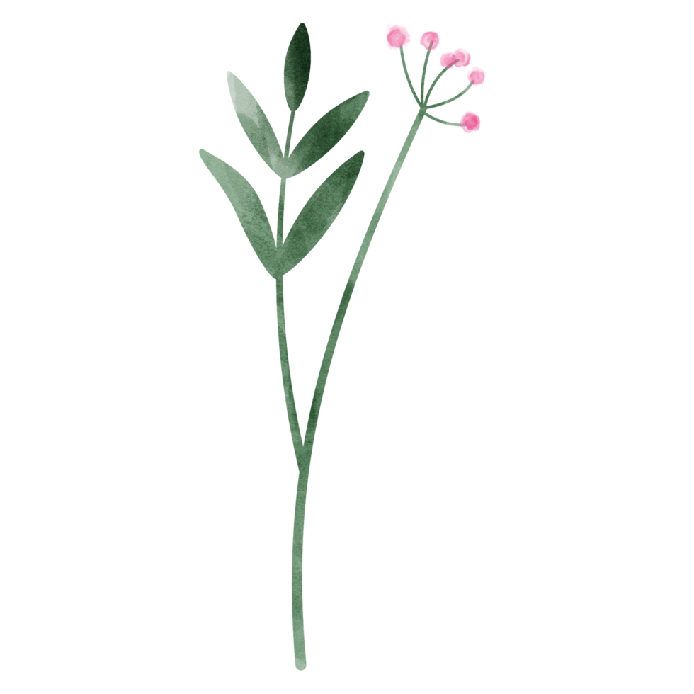 rosa blommig blad vattenfärg png