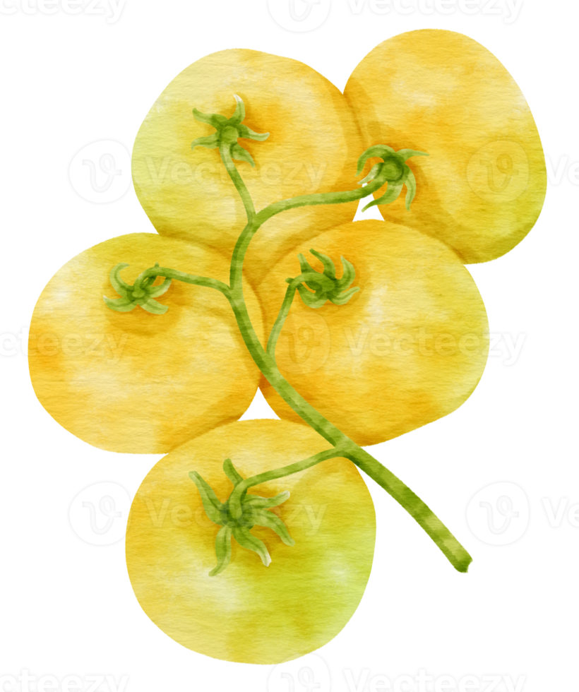 Branch of Yellow tomatoes watercolor style for Thanksgiving Decorative Element png