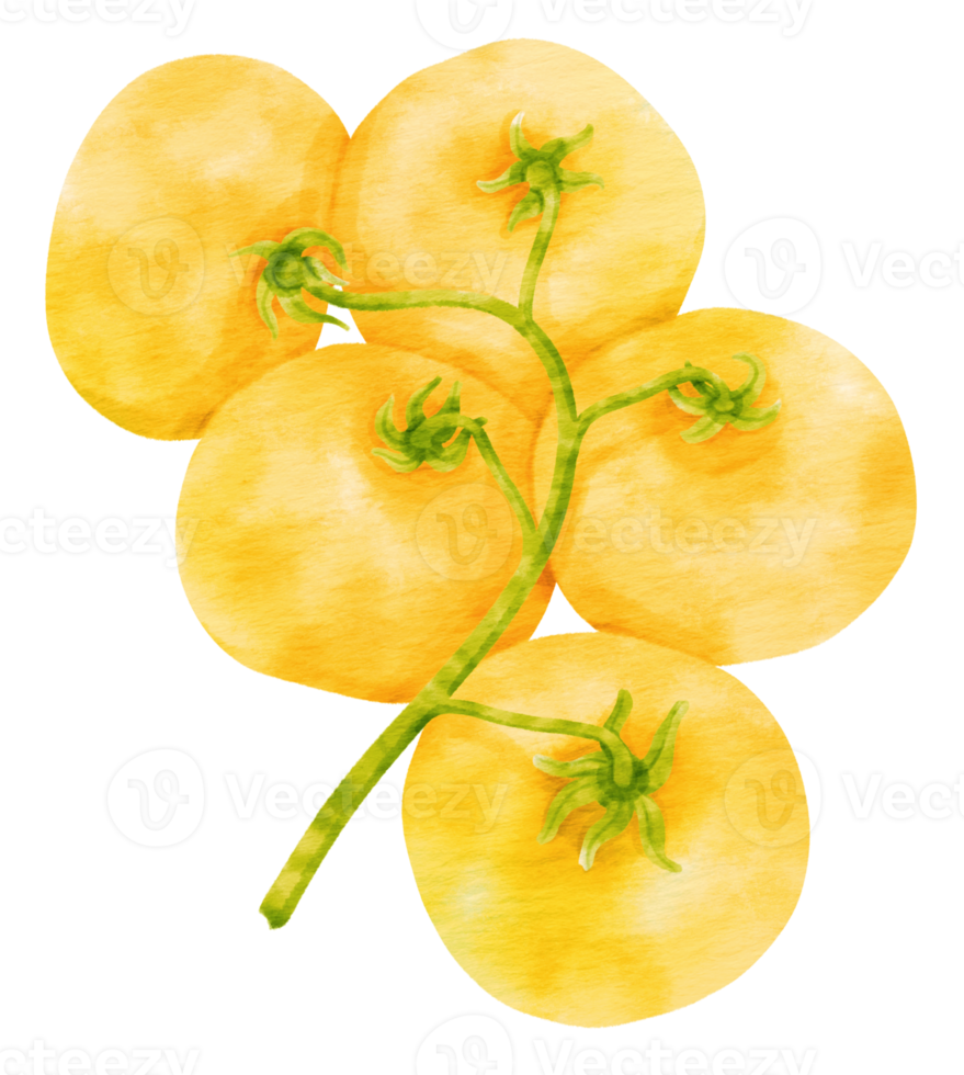 Branch of Yellow tomatoes watercolor style for Thanksgiving Decorative Element png
