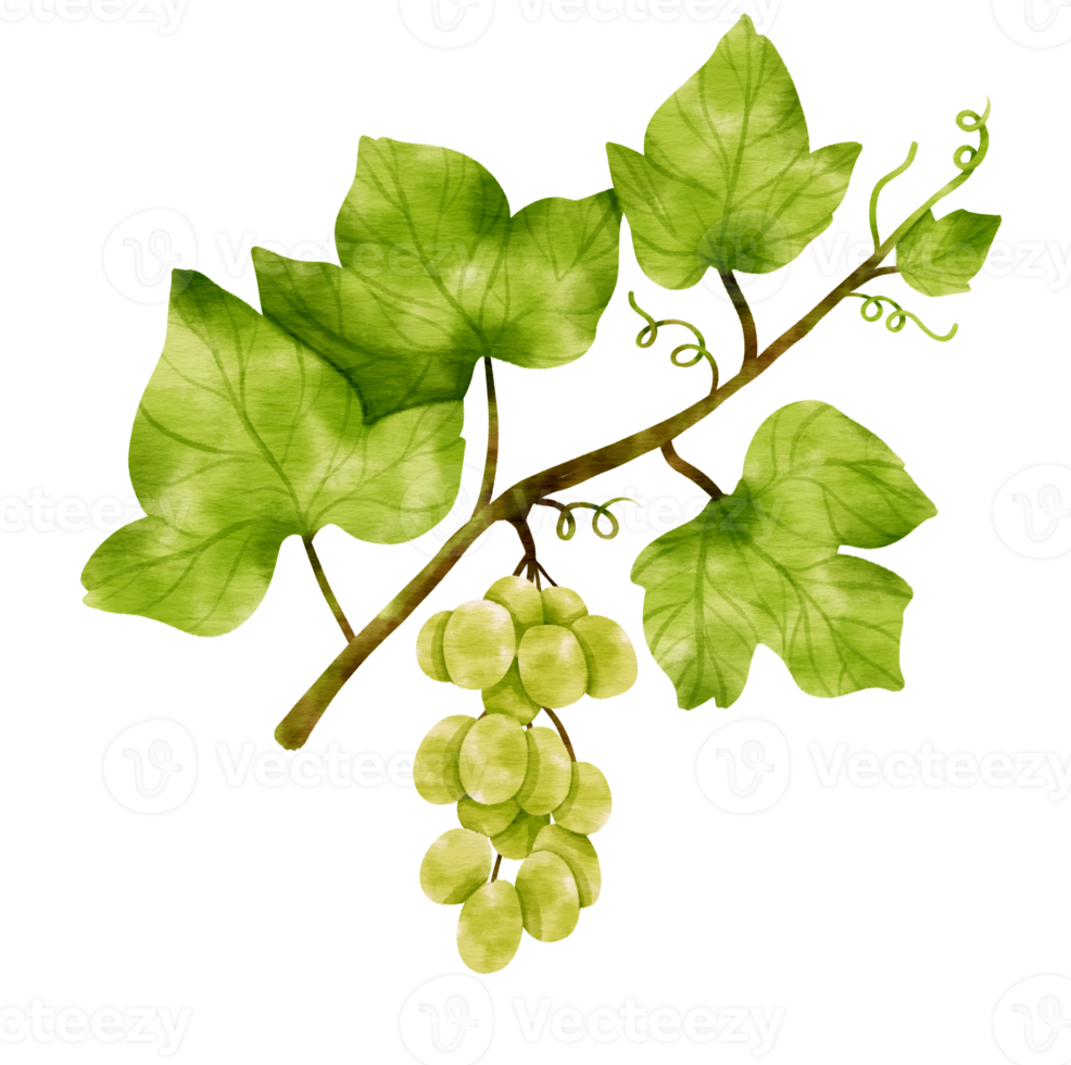 Branch of Green grapes with leaves and fruit watercolor style for Decorative Element png