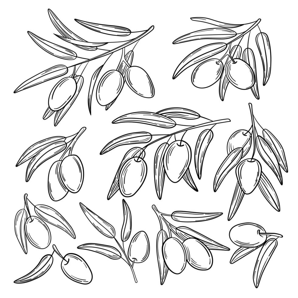 Set hand drawn simple olive branch for your design vector