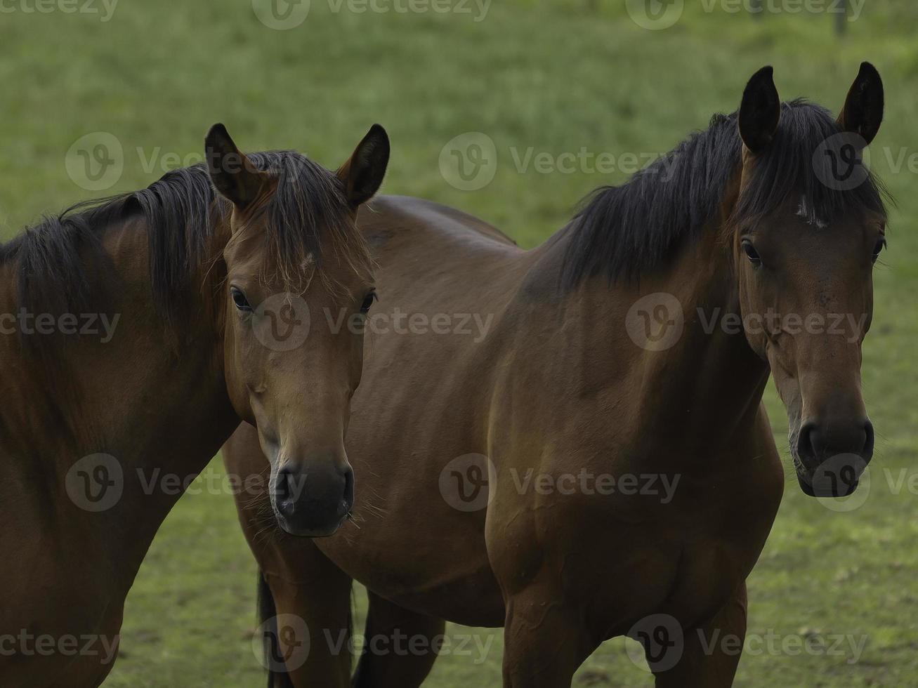 wild horses on a meadow in westphalia photo