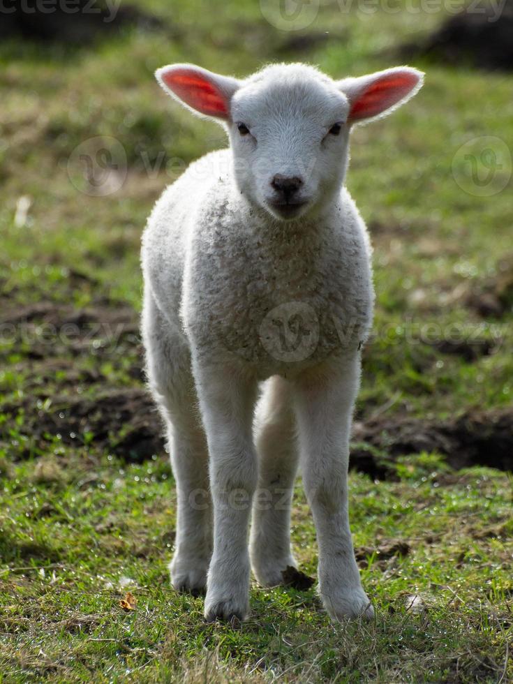 sheeps in the german muensterland photo